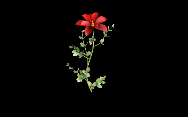 Aster flower