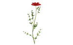 Aster flower