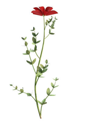 Aster flower