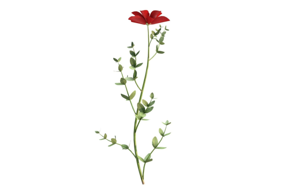 Aster flower
