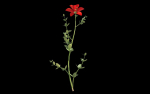 Aster flower