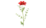 Aster flower