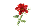 Aster flower