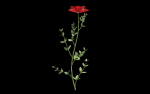 Aster flower