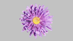 Aster Flower - Low Poly