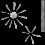 Aster Flower - Low Poly