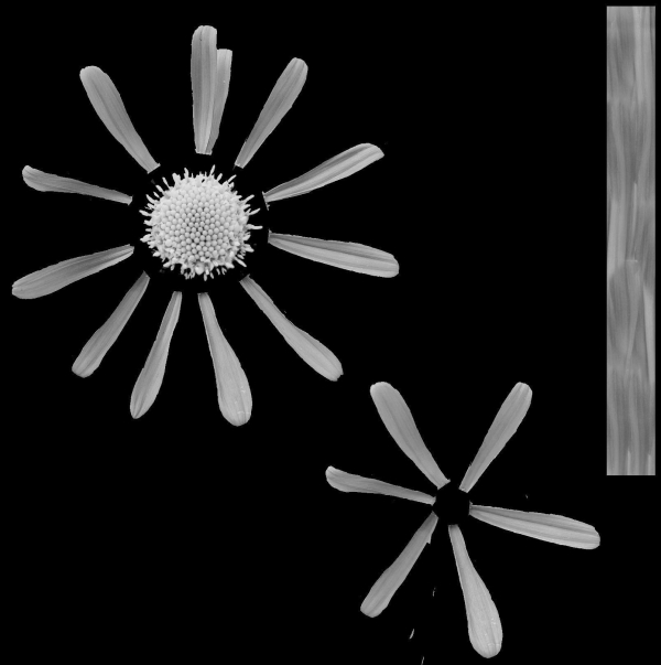 Aster Flower - Low Poly
