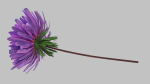 Aster Flower - Low Poly