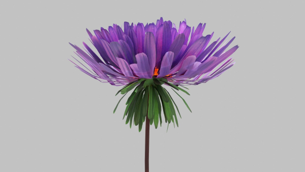 Aster Flower - Low Poly