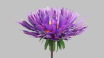 Aster Flower - Low Poly