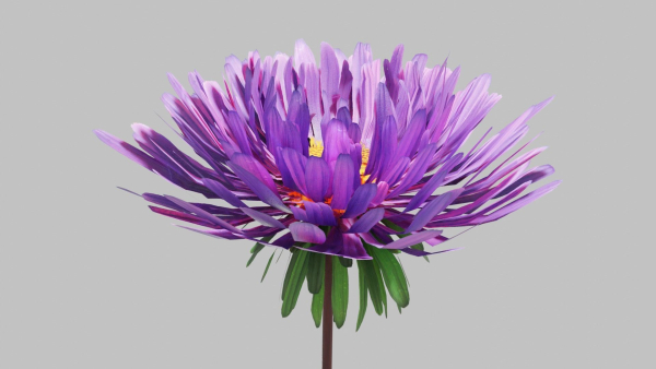Aster Flower - Low Poly