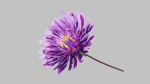 Aster Flower - Low Poly