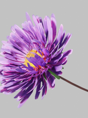 Aster Flower - Low Poly