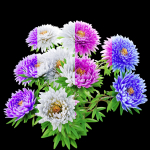Aster flowers