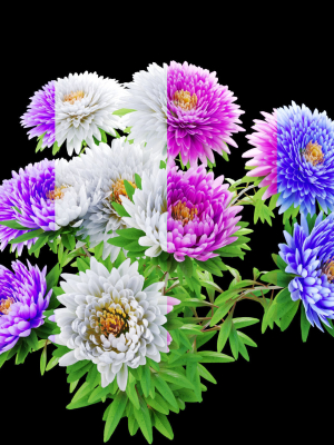 aster-flowers-3d-model-max-obj-fbx-mat