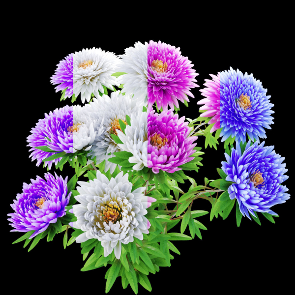 Aster flowers