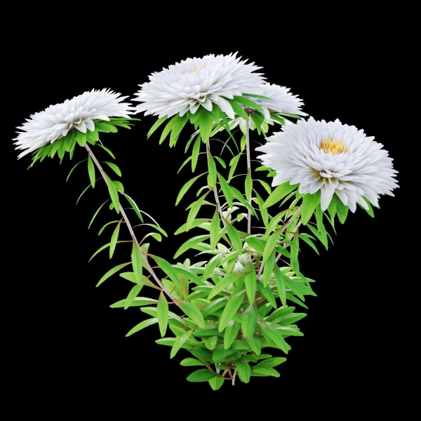 Aster flowers