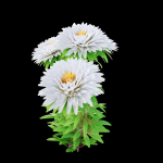 Aster flowers