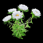 Aster flowers