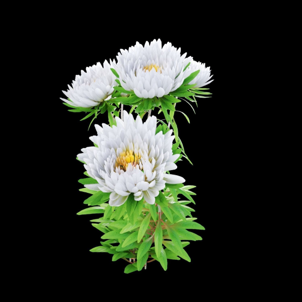 Aster flowers