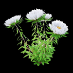 Aster flowers