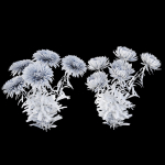 Aster flowers