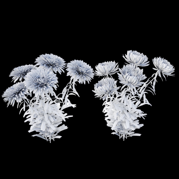 Aster flowers