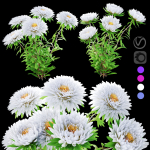 Aster flowers
