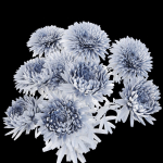 Aster flowers
