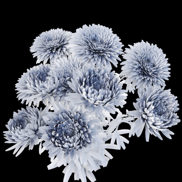 Aster flowers