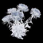 Aster flowers