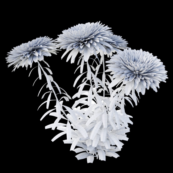 Aster flowers