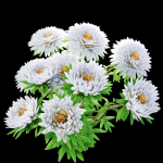 Aster flowers