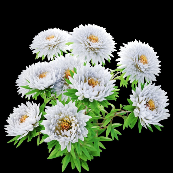 Aster flowers