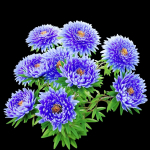 Aster flowers