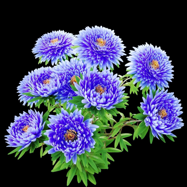 Aster flowers