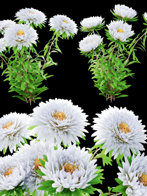 Aster flowers