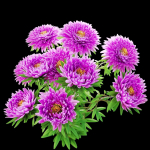 Aster flowers