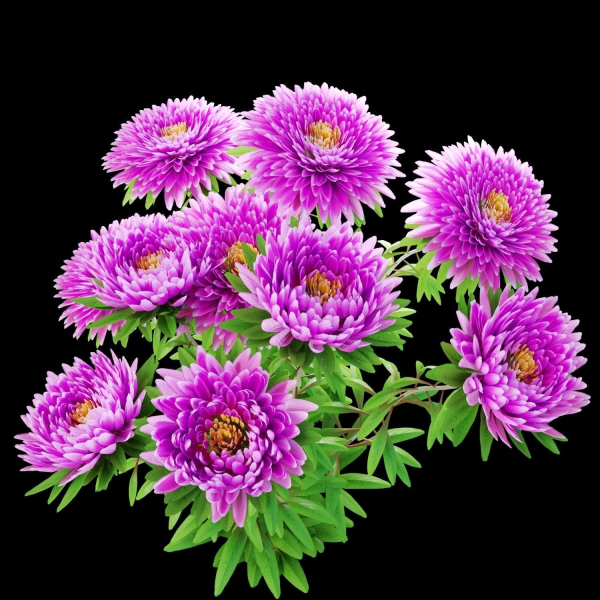 Aster flowers