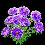 Aster flowers