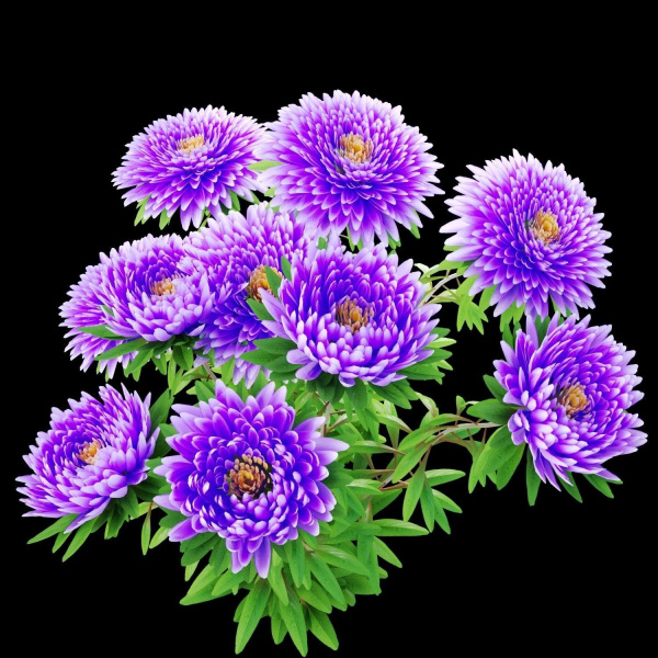 Aster flowers