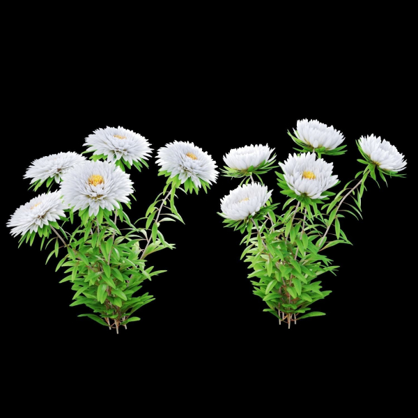 Aster flowers