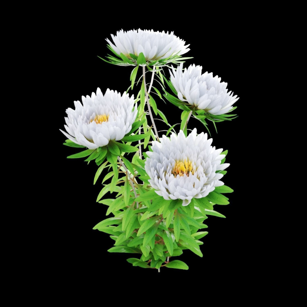 Aster flowers