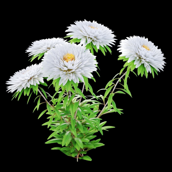 Aster flowers