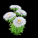 Aster flowers