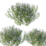 Aster Oblongifolius Bush