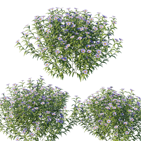 Aster Oblongifolius Bush