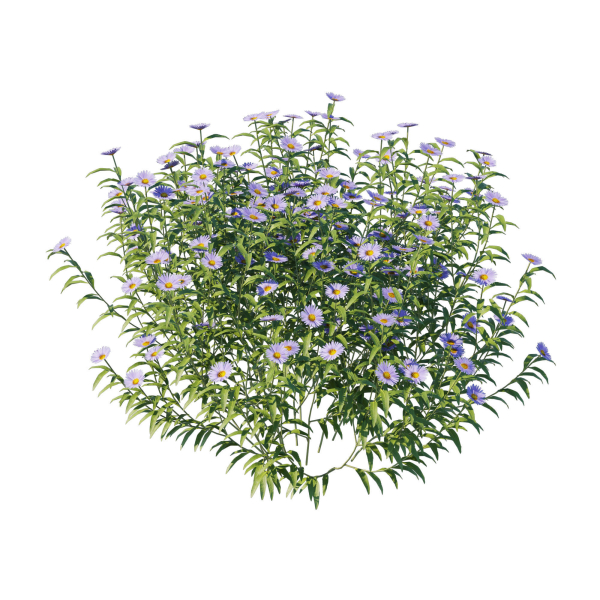 Aster Oblongifolius Bush