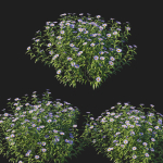 Aster Oblongifolius Bush