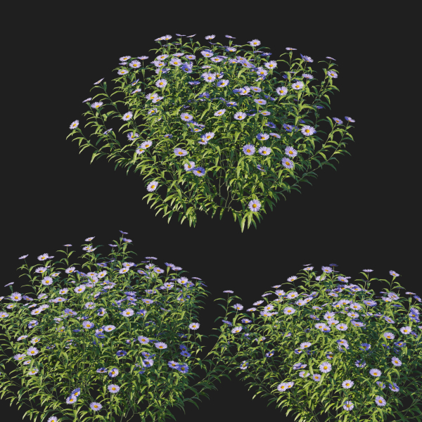 Aster Oblongifolius Bush